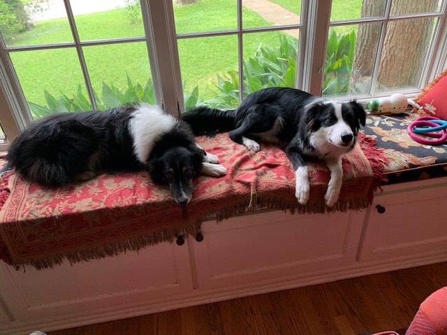 two dogs on a window sill