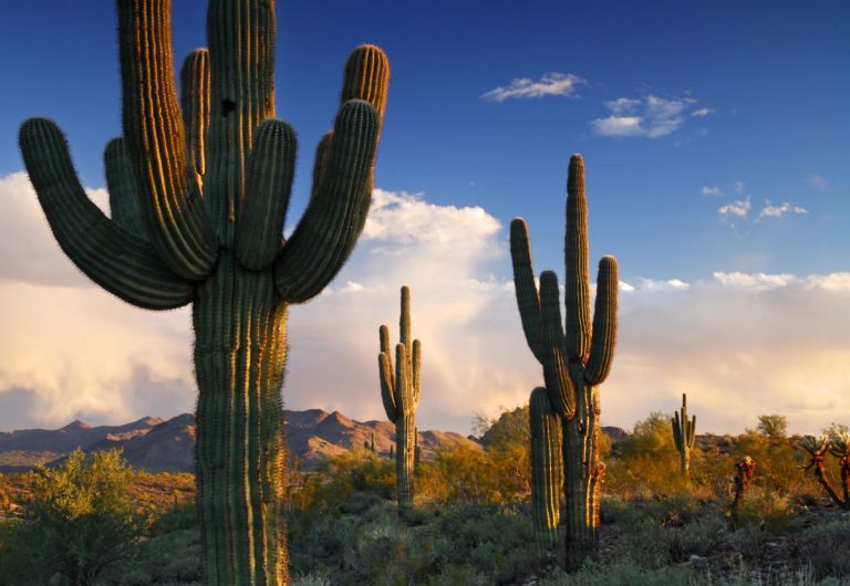 arizona cacti